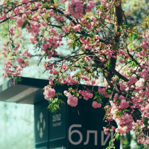 Beautiful cherry blossoms bloom beside a sign.