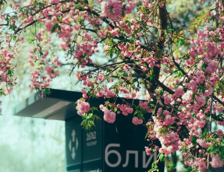 Beautiful cherry blossoms bloom beside a sign.