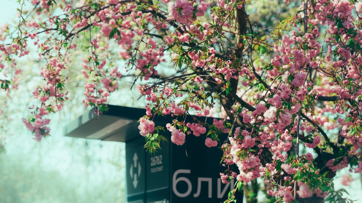 Beautiful cherry blossoms bloom beside a sign.